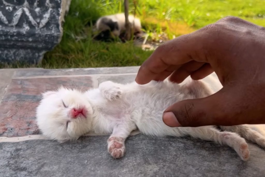 a man rescues a white kitten