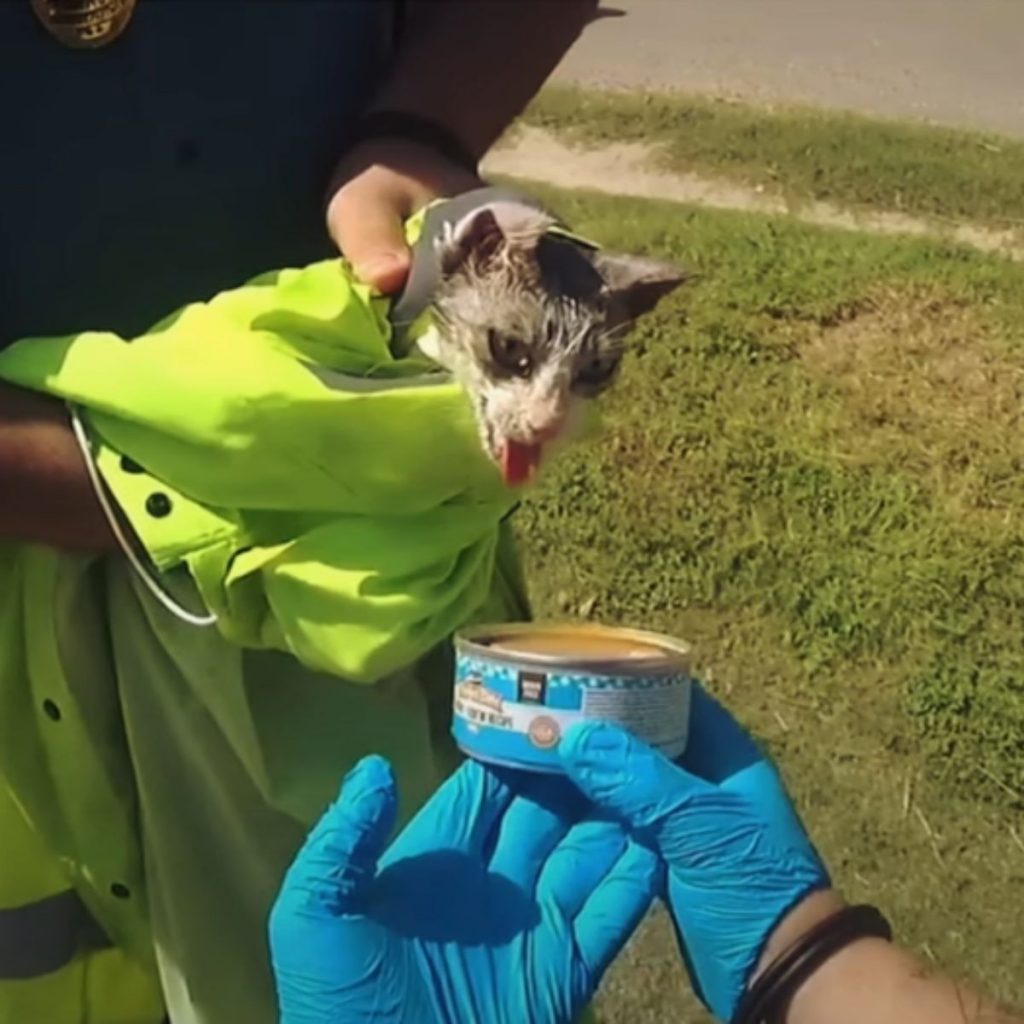 a man tries to feed a cat from a can