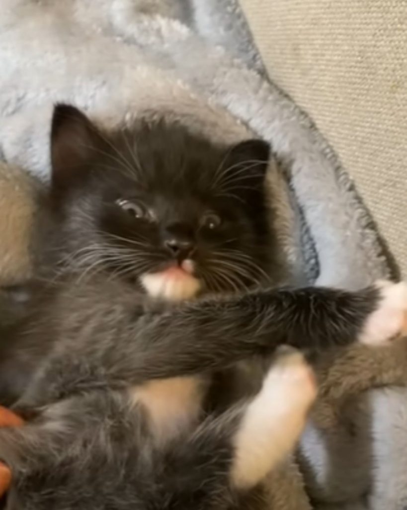 a playful kitten poses in front of the camera