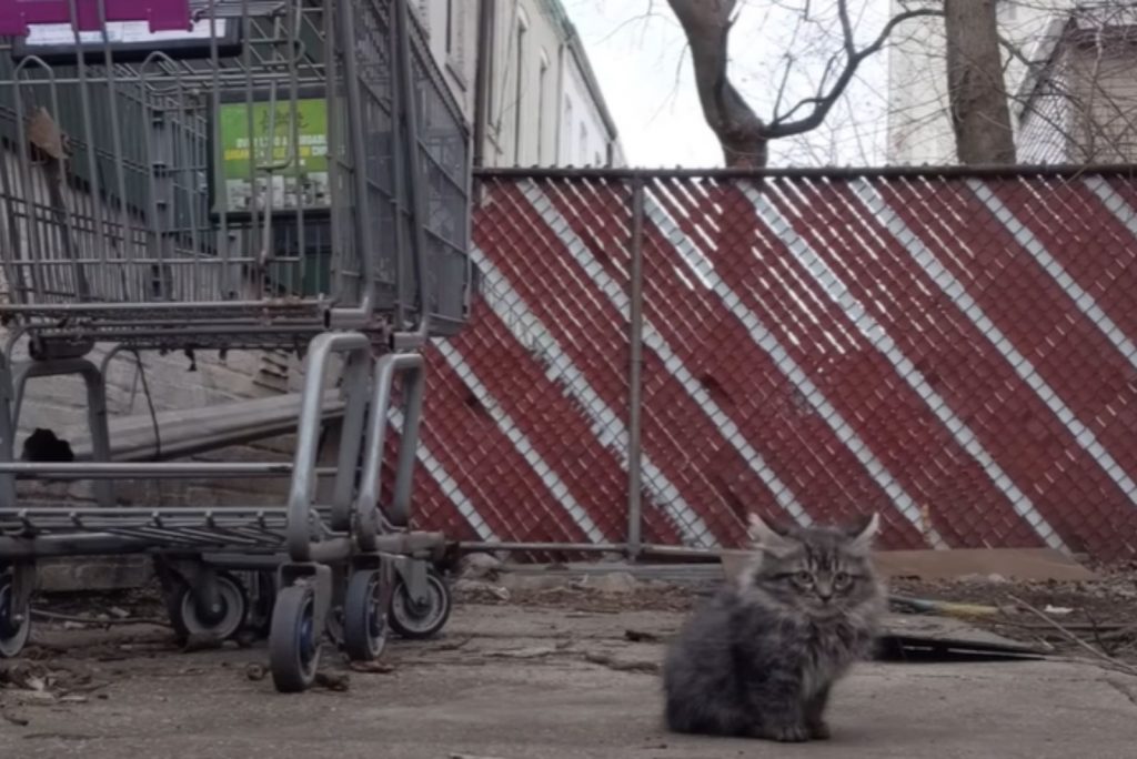 a shaggy kitten is sitting on the sand