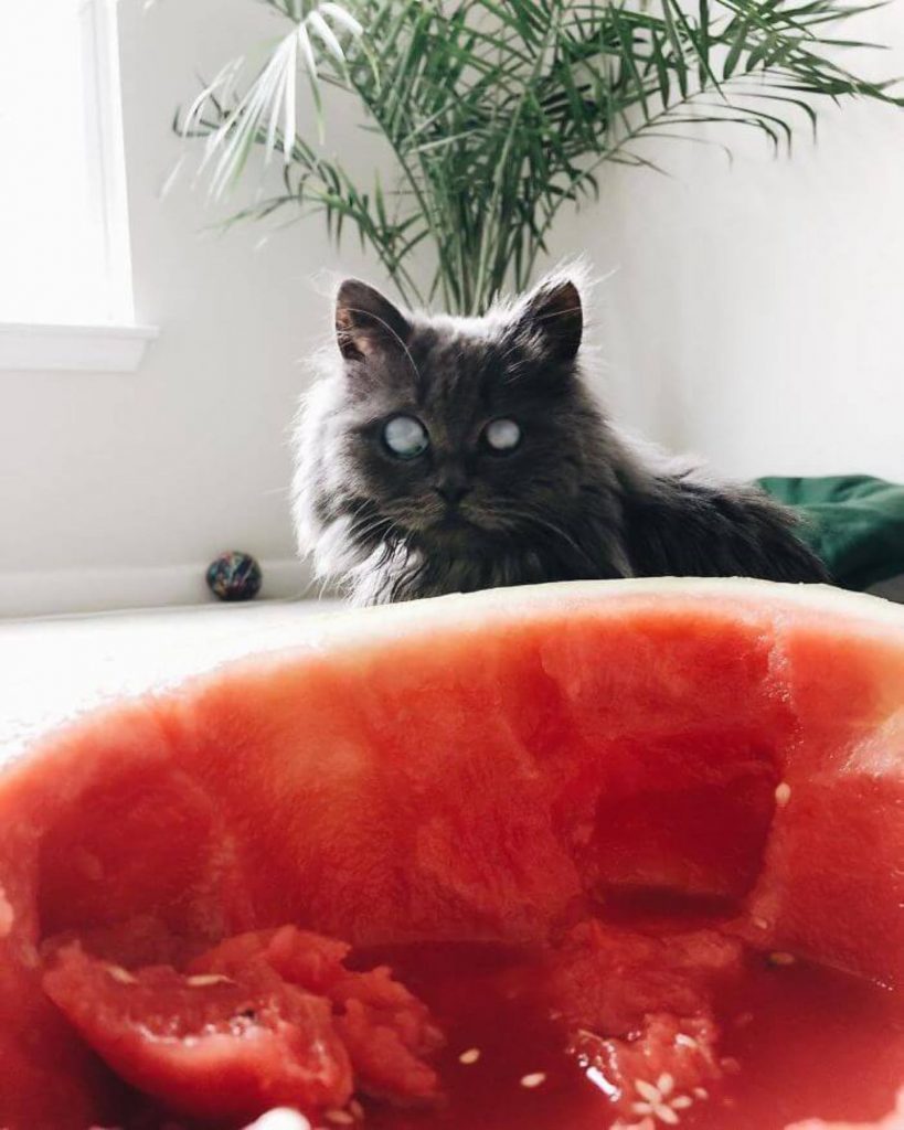 a siamese cat is looking at a sliced ​​watermelon