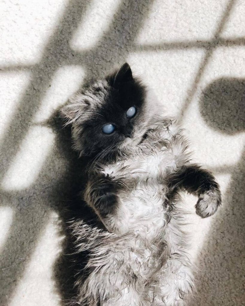 a siamese cat is lying on the floor