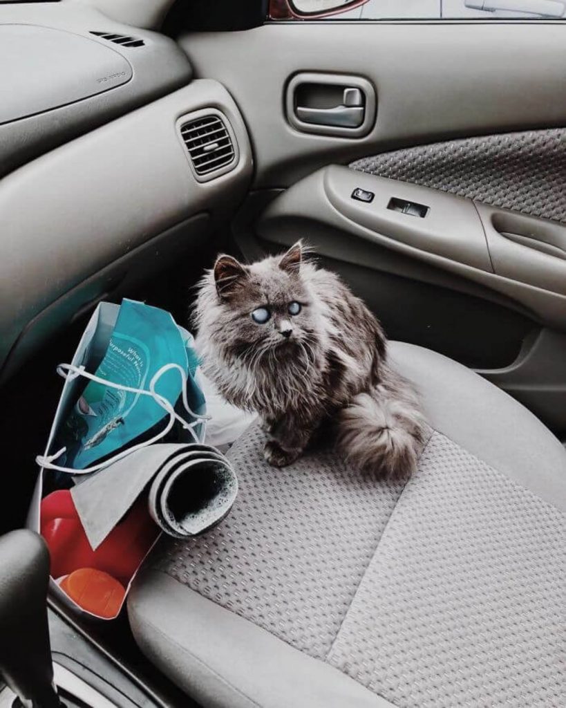 a siamese cat is sitting in the car on the seat