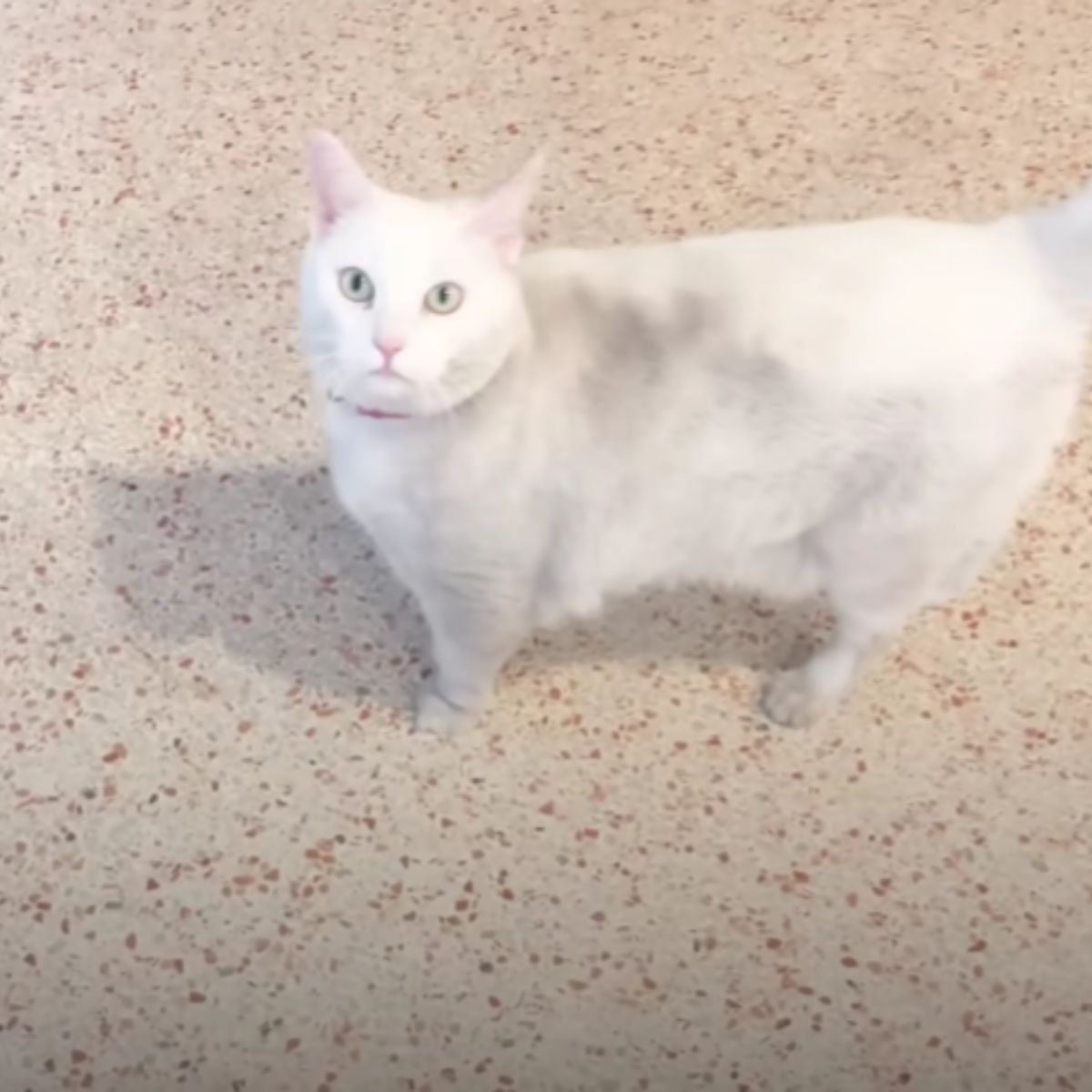 a white cat