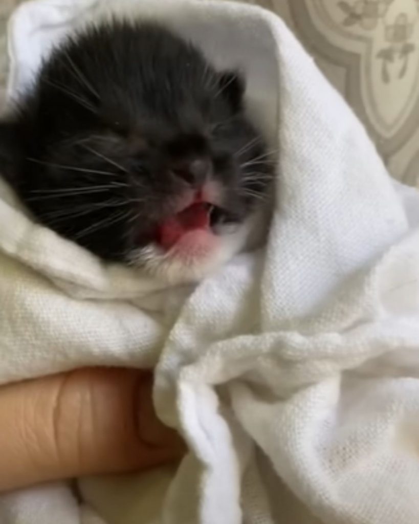 a white kitten wrapped in a diaper