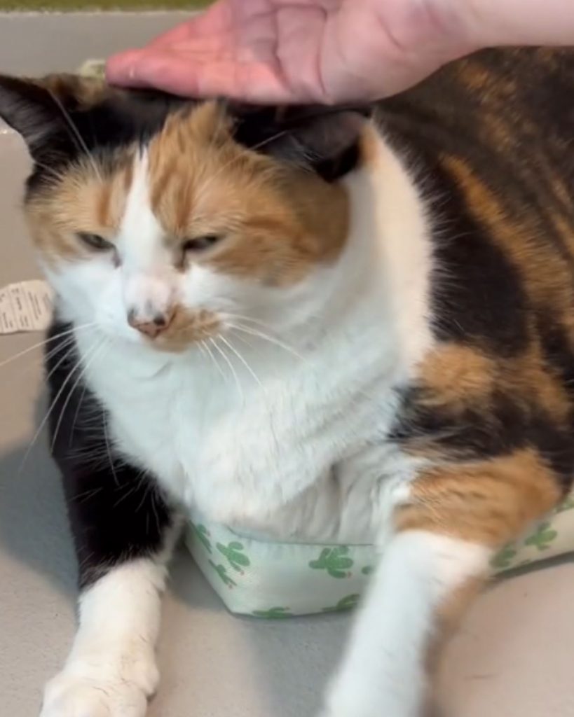 a woman stroking a cat from the shelter