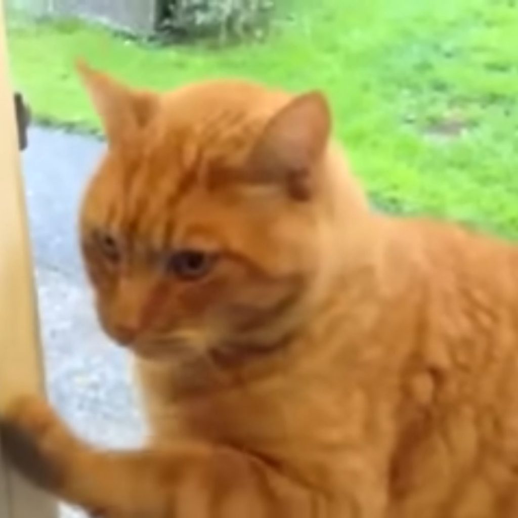 a yellow cat is standing in front of the door