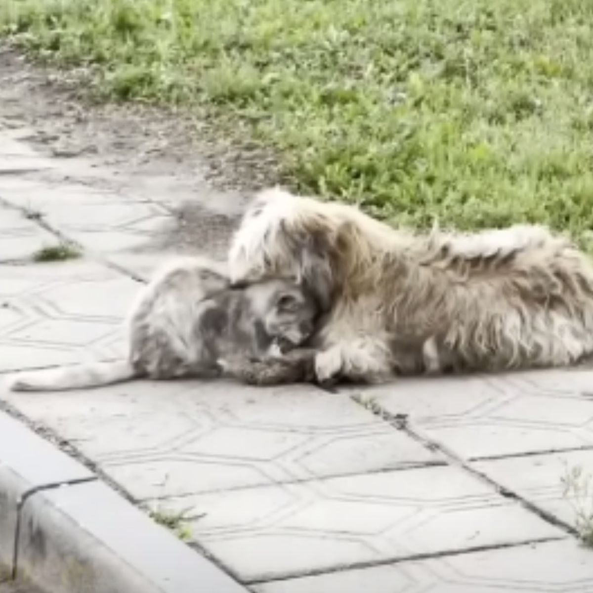 abandoned cat and dog