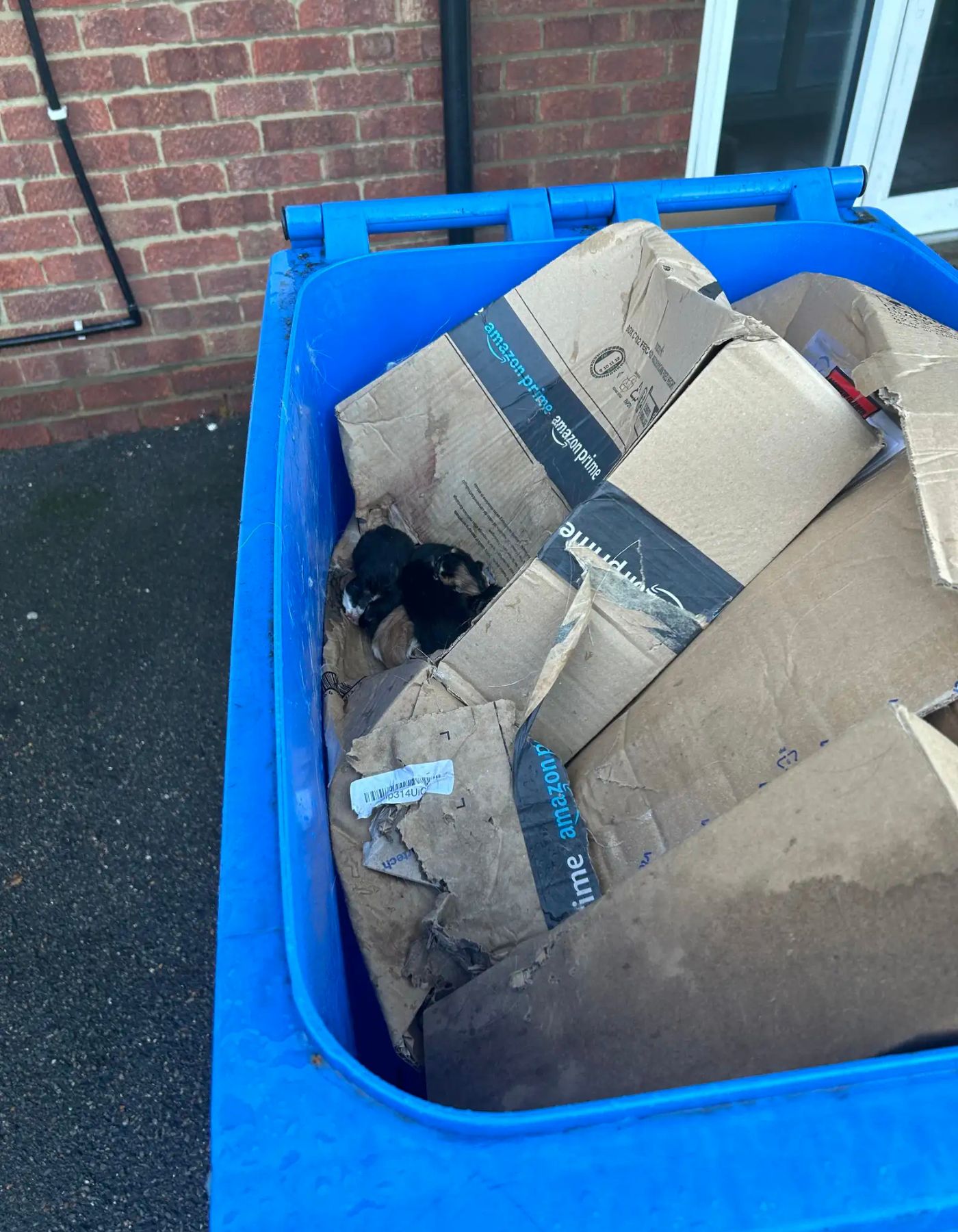 abandoned kittens in a bin