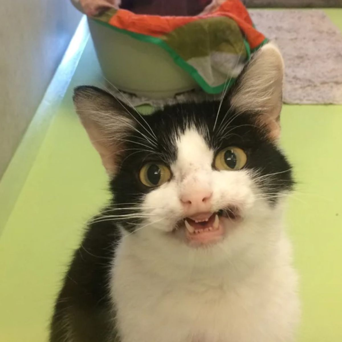 adorable black and white cat