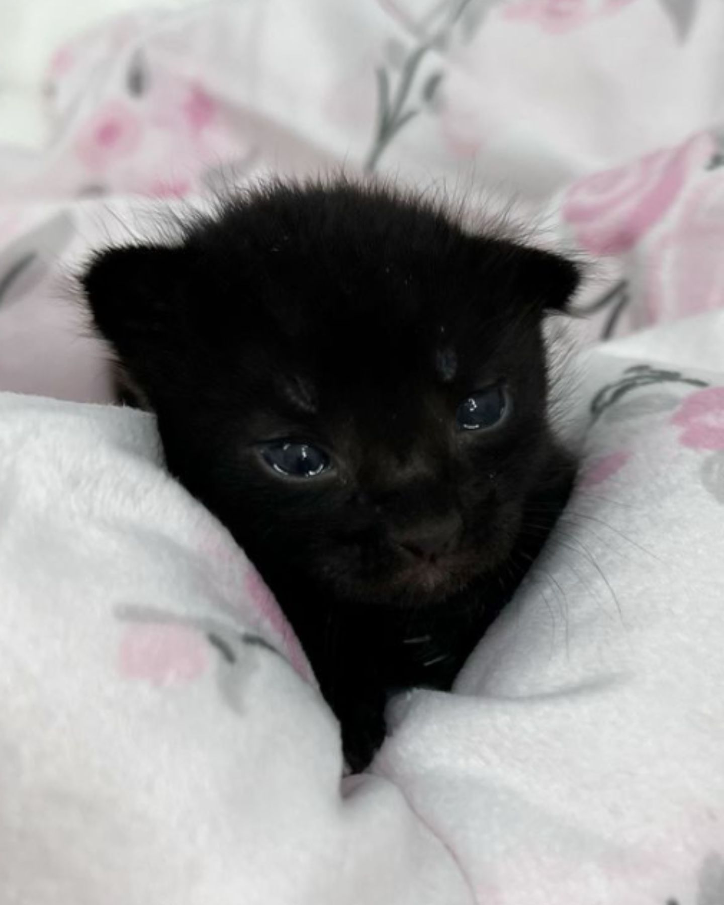 adorable black kitten