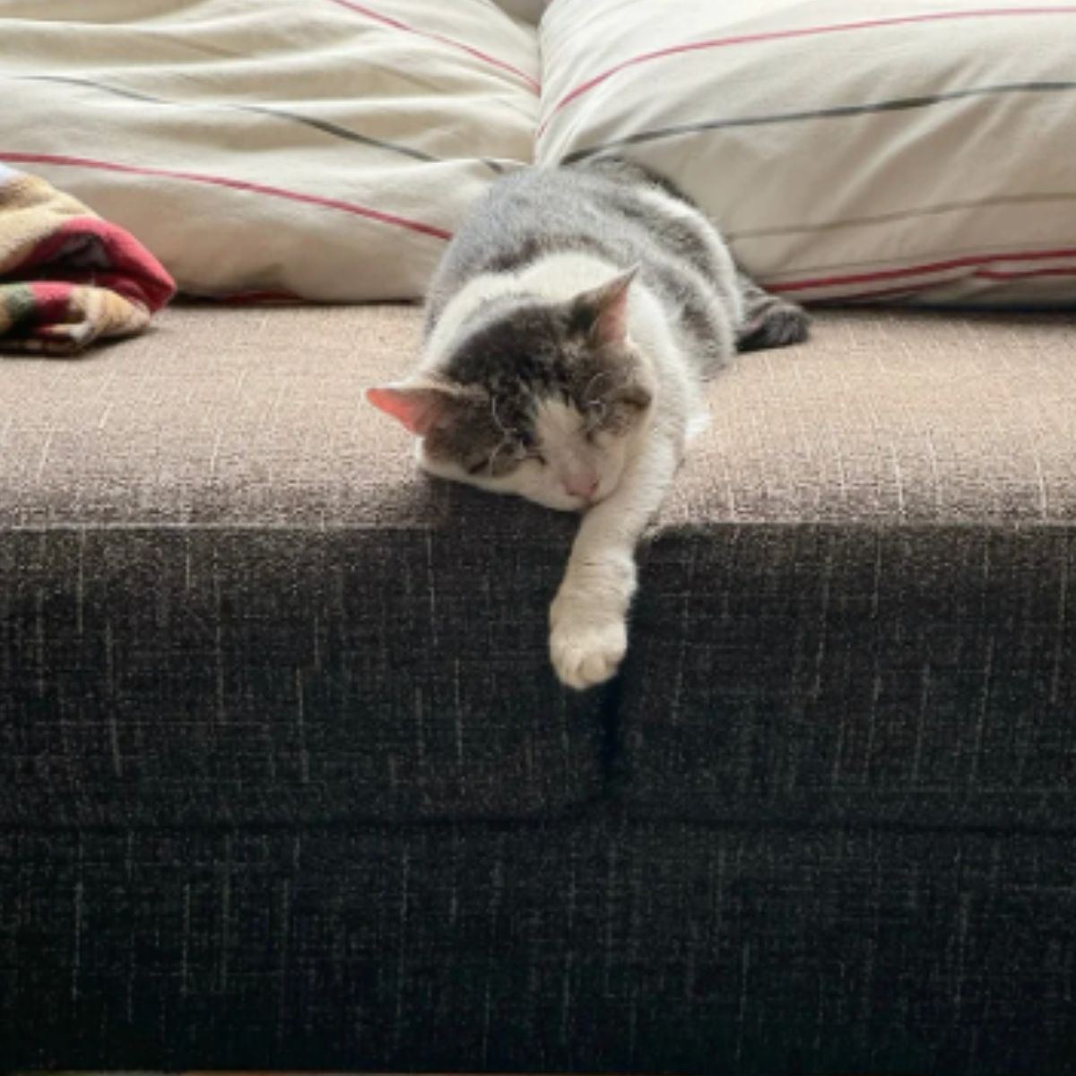 adorable cat laying on a couch