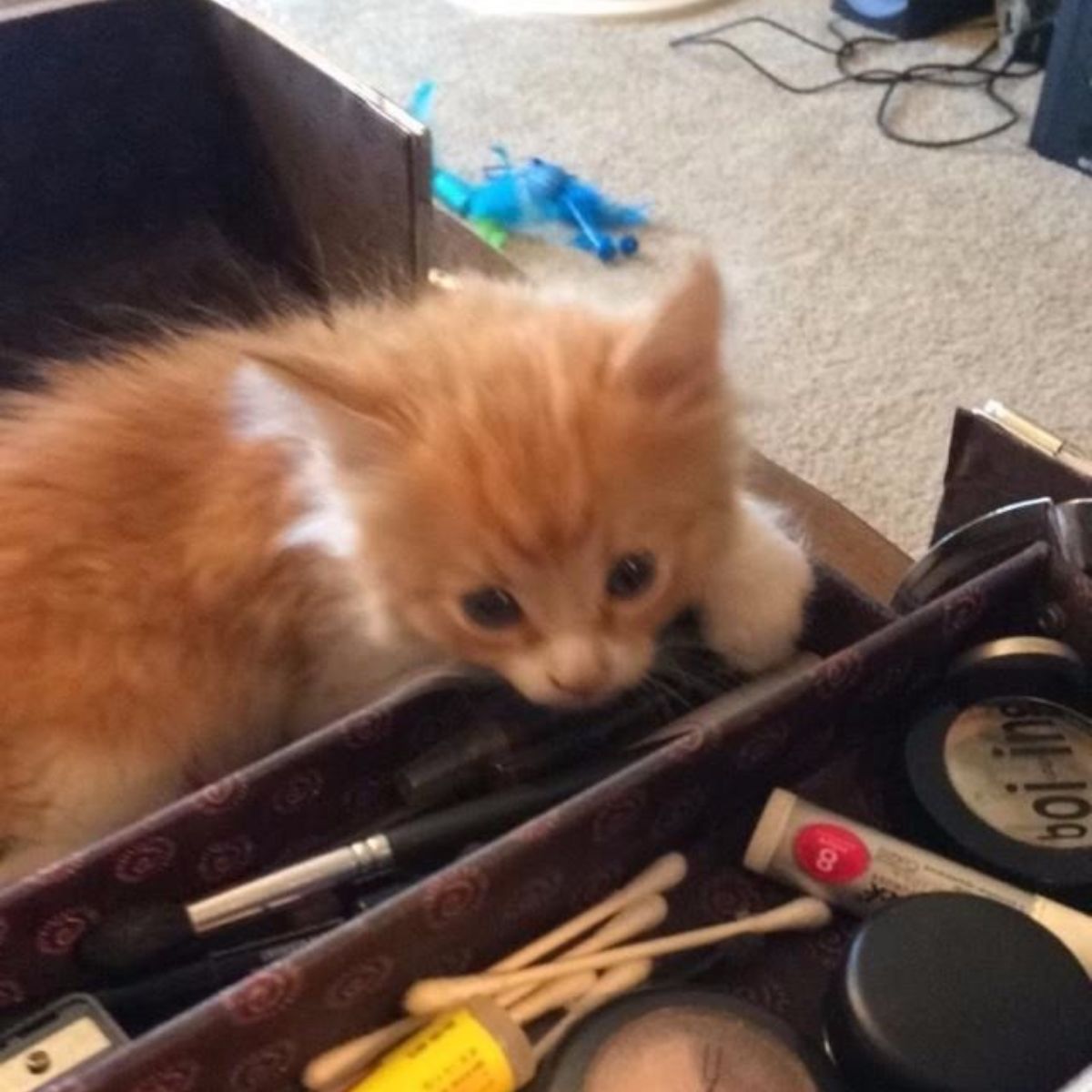 adorable ginger kitten