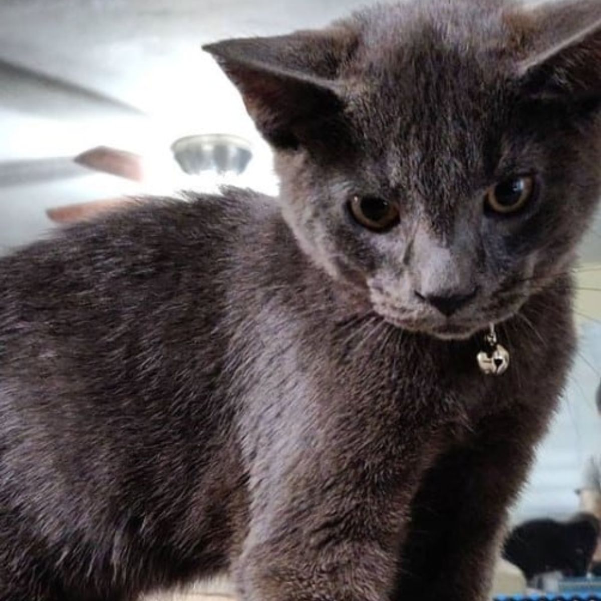 adorable gray cat