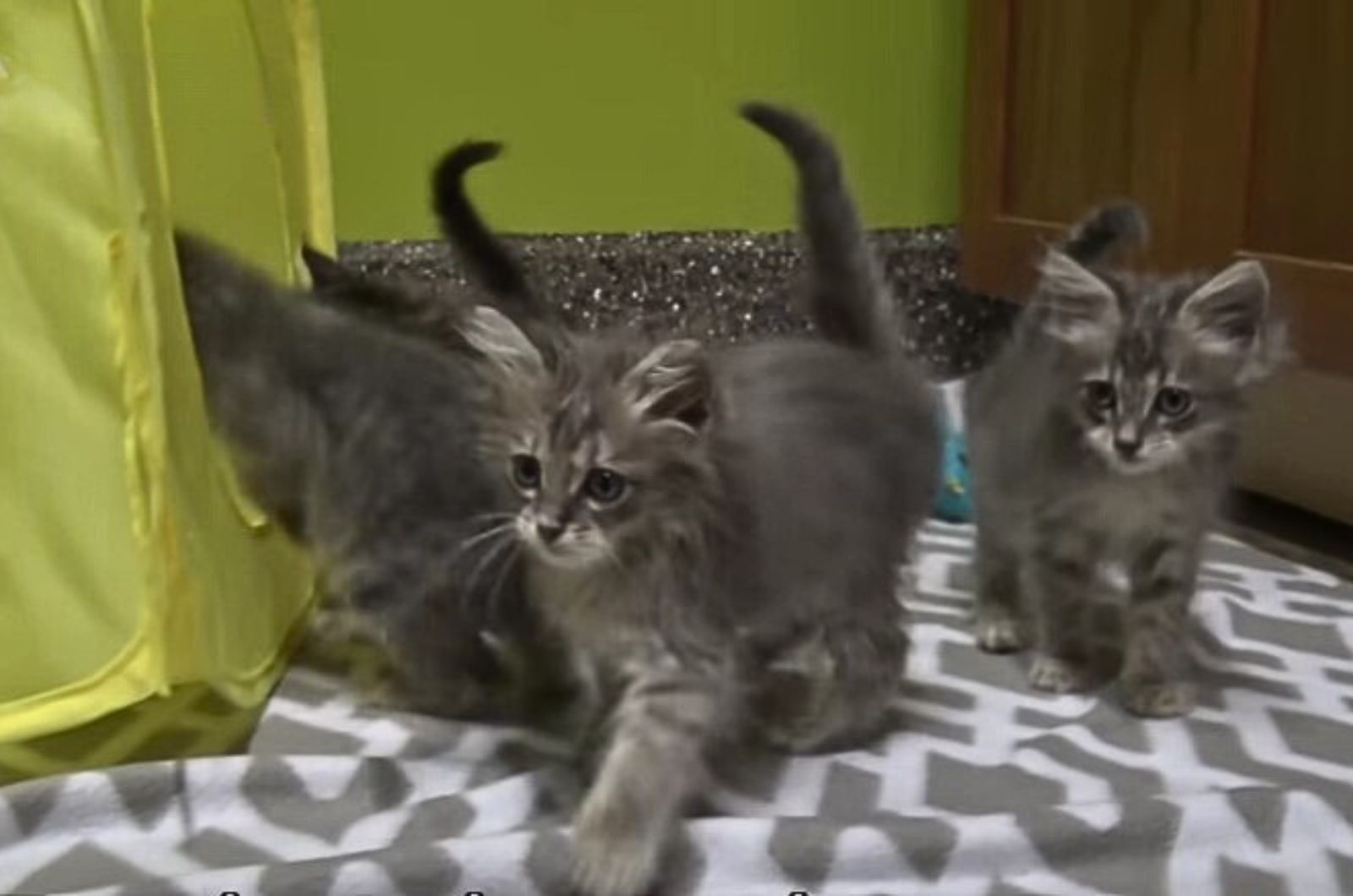 adorable gray kittens