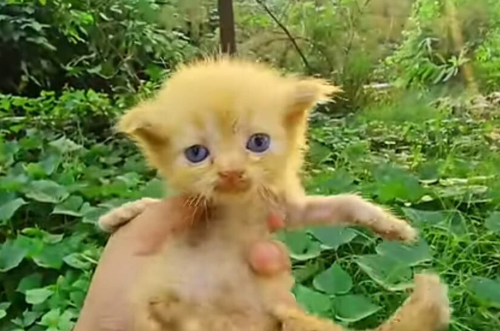 adorable yellow kitten