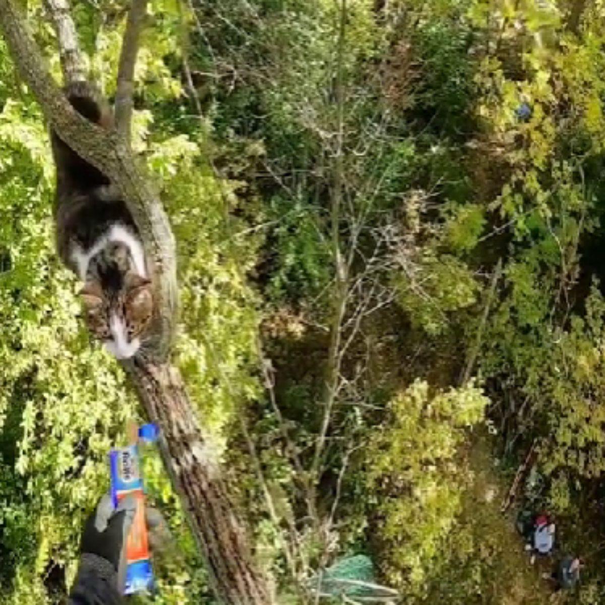 adult cat on a tree