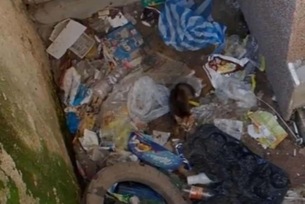 an abandoned kitten among the garbage