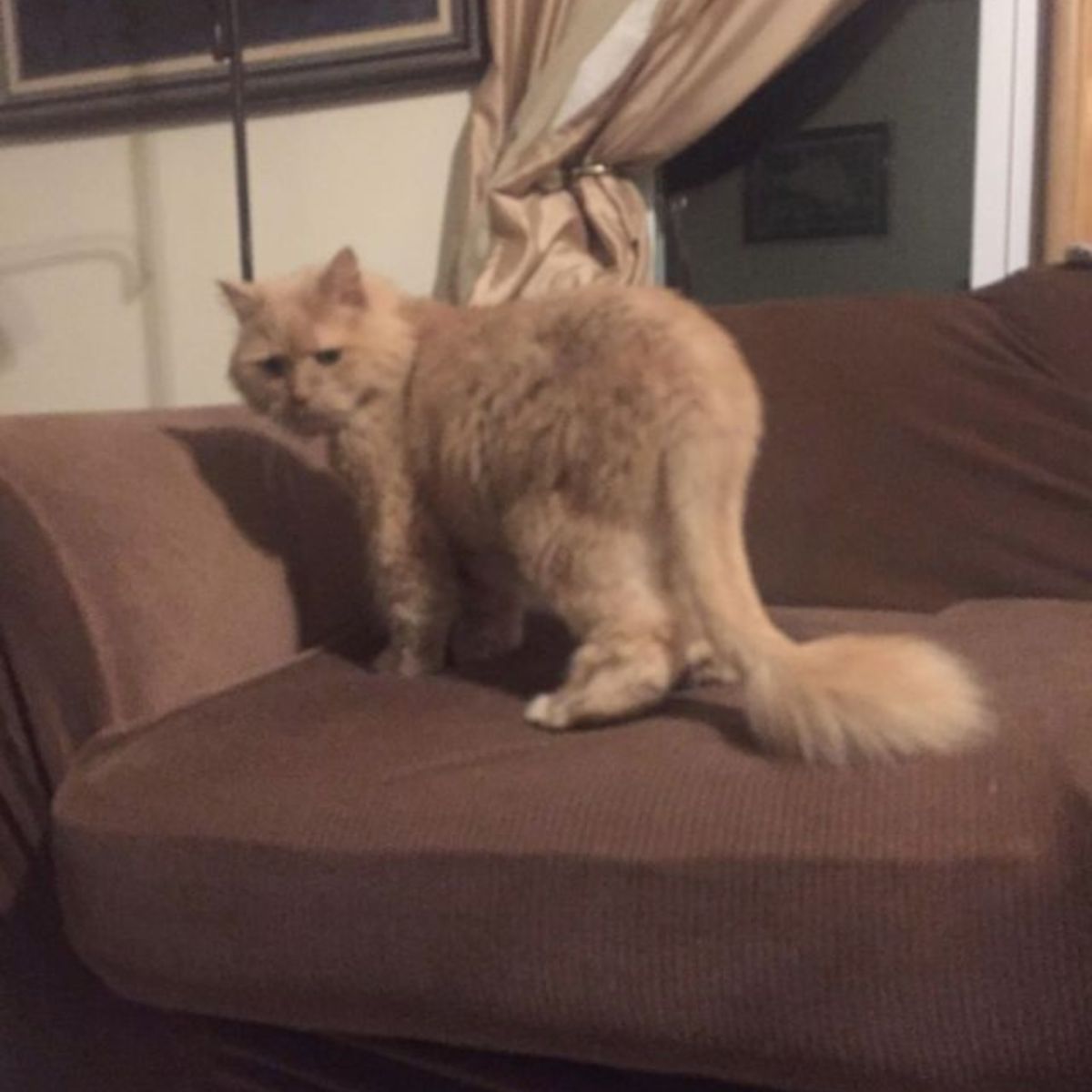 angry cat on a couch