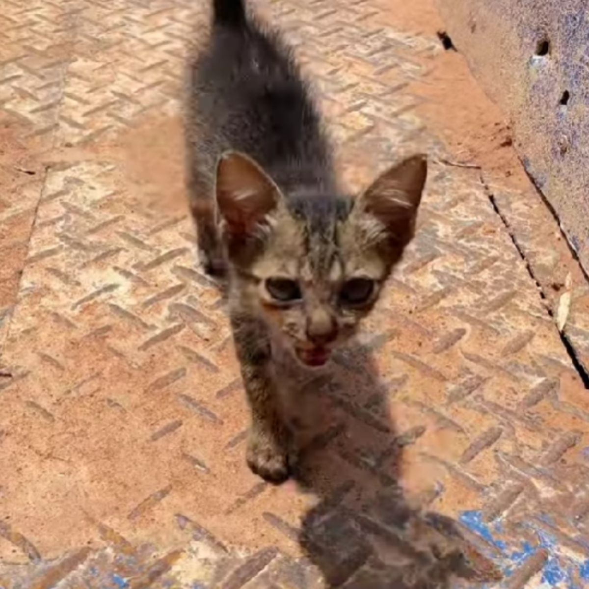 beautiful domestic kitten