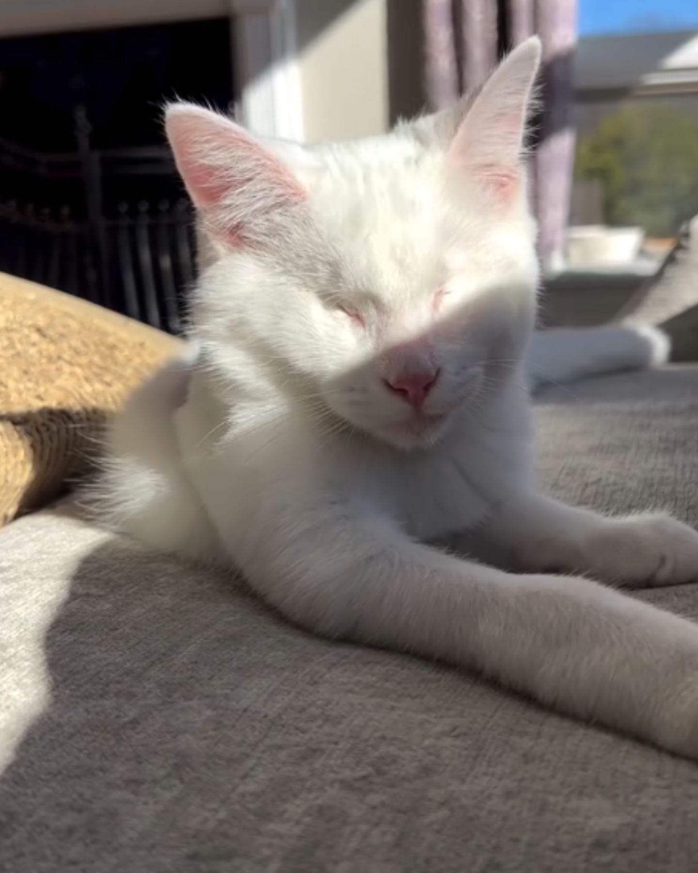 beautiful white cat