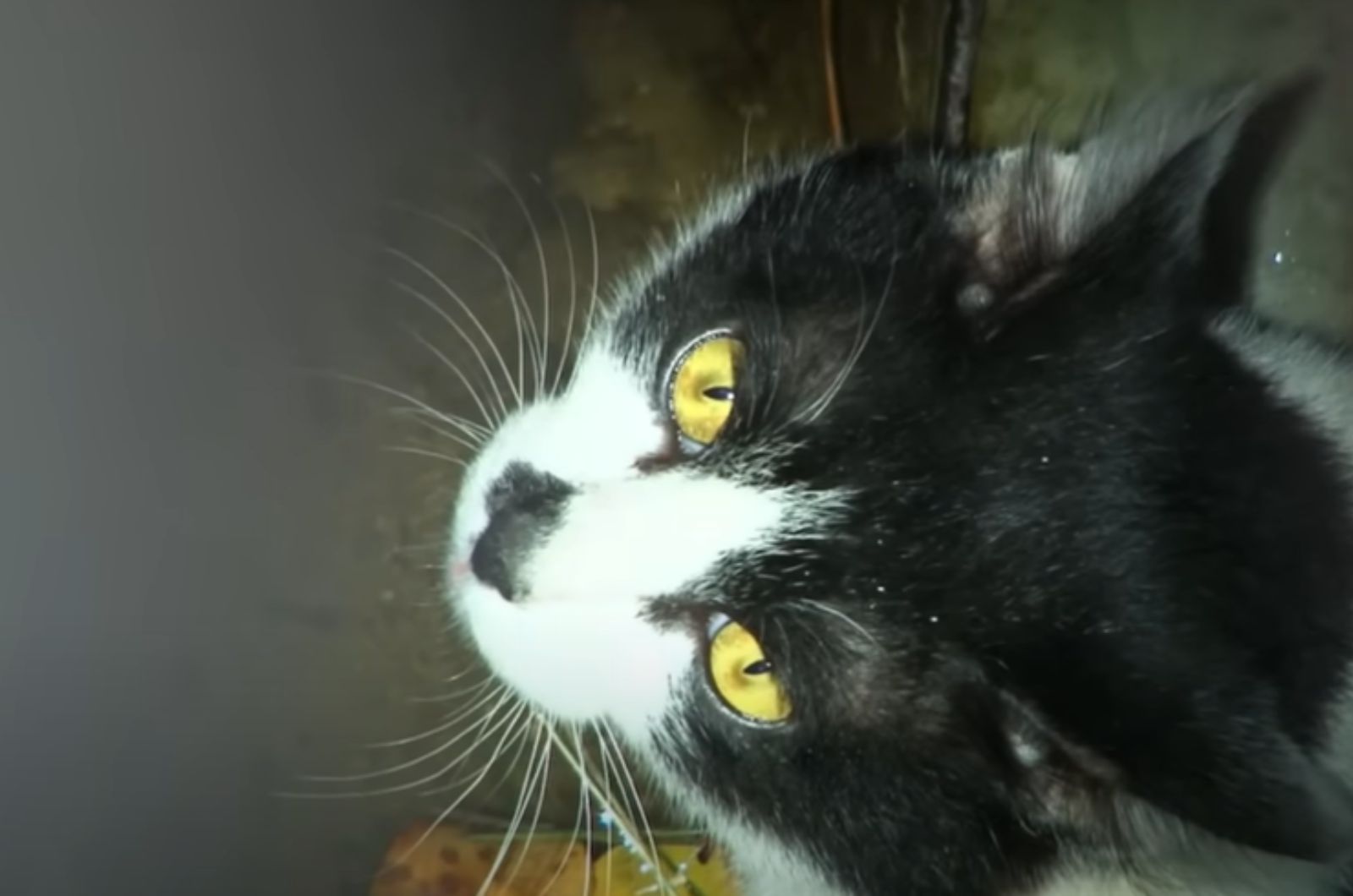 black and white cat in sewer