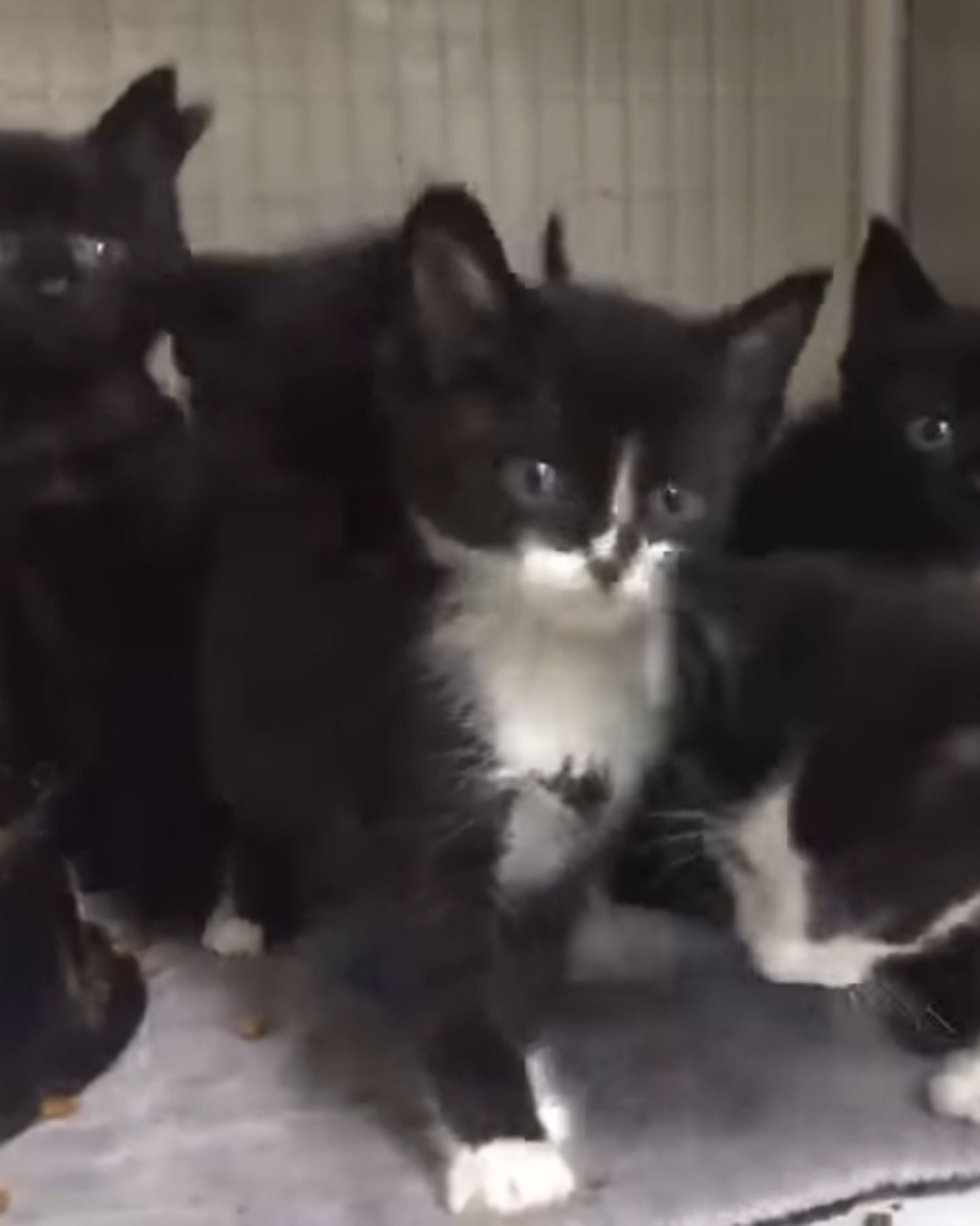 black and white kittens