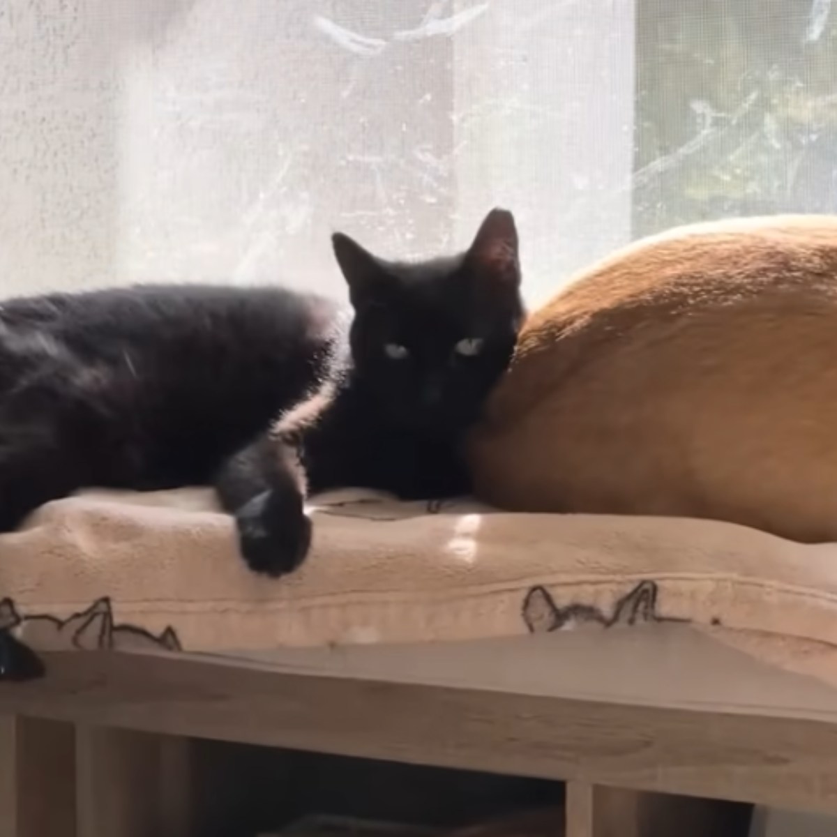 black cat lying behind the dog