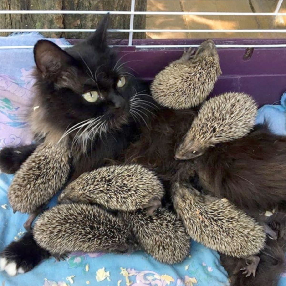 black cat lying with hedgehogs