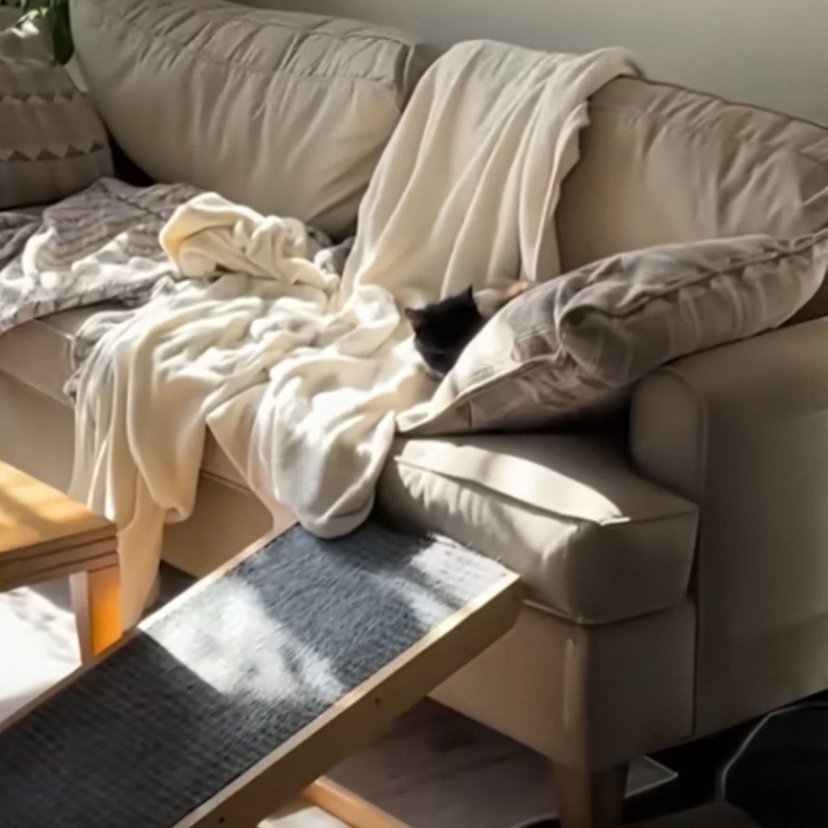 black cat peeking from the couch