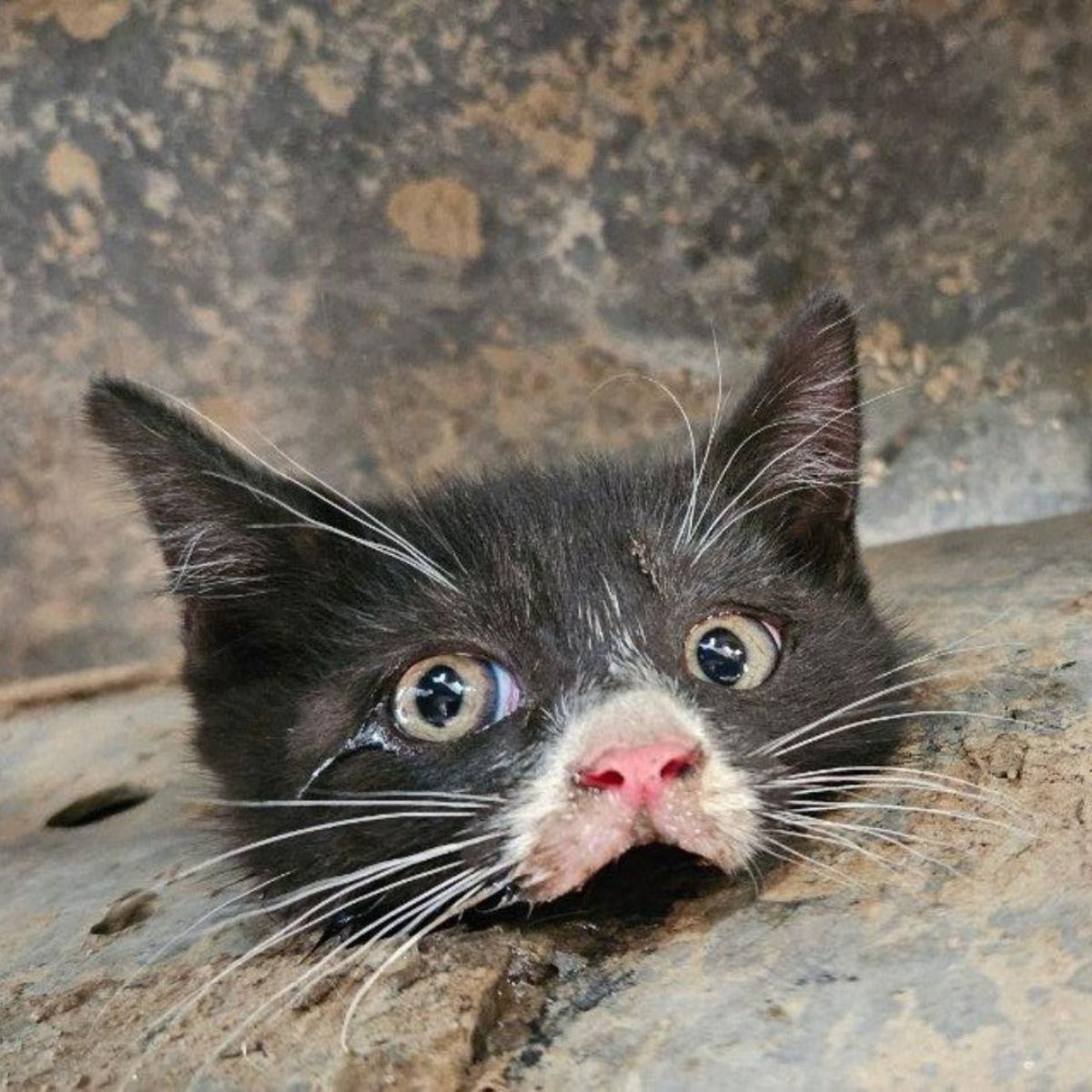 black cat stuck in car