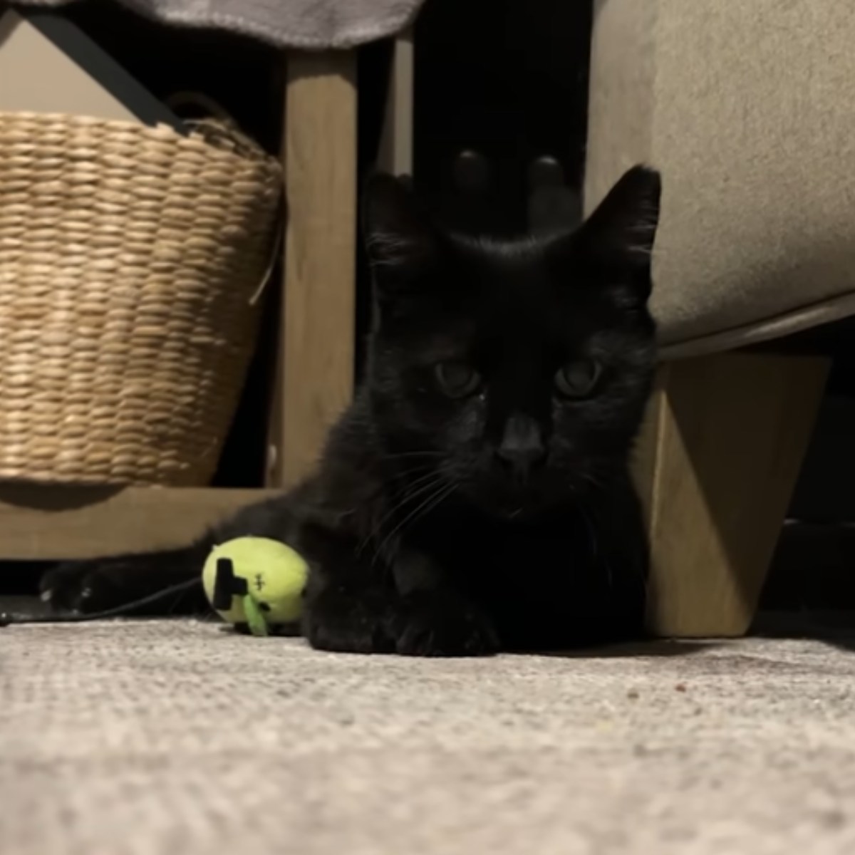 black cat wiith toy on the floor