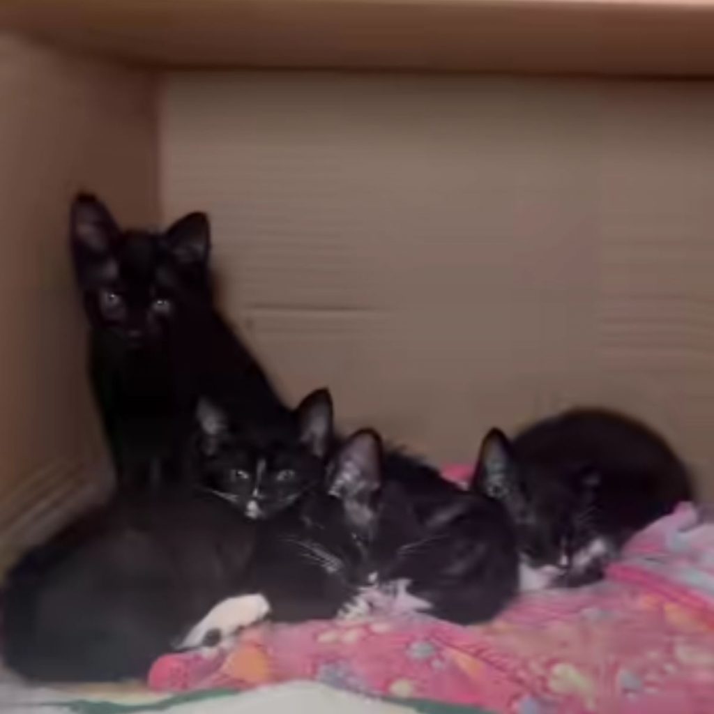 black cat with kittens in a box