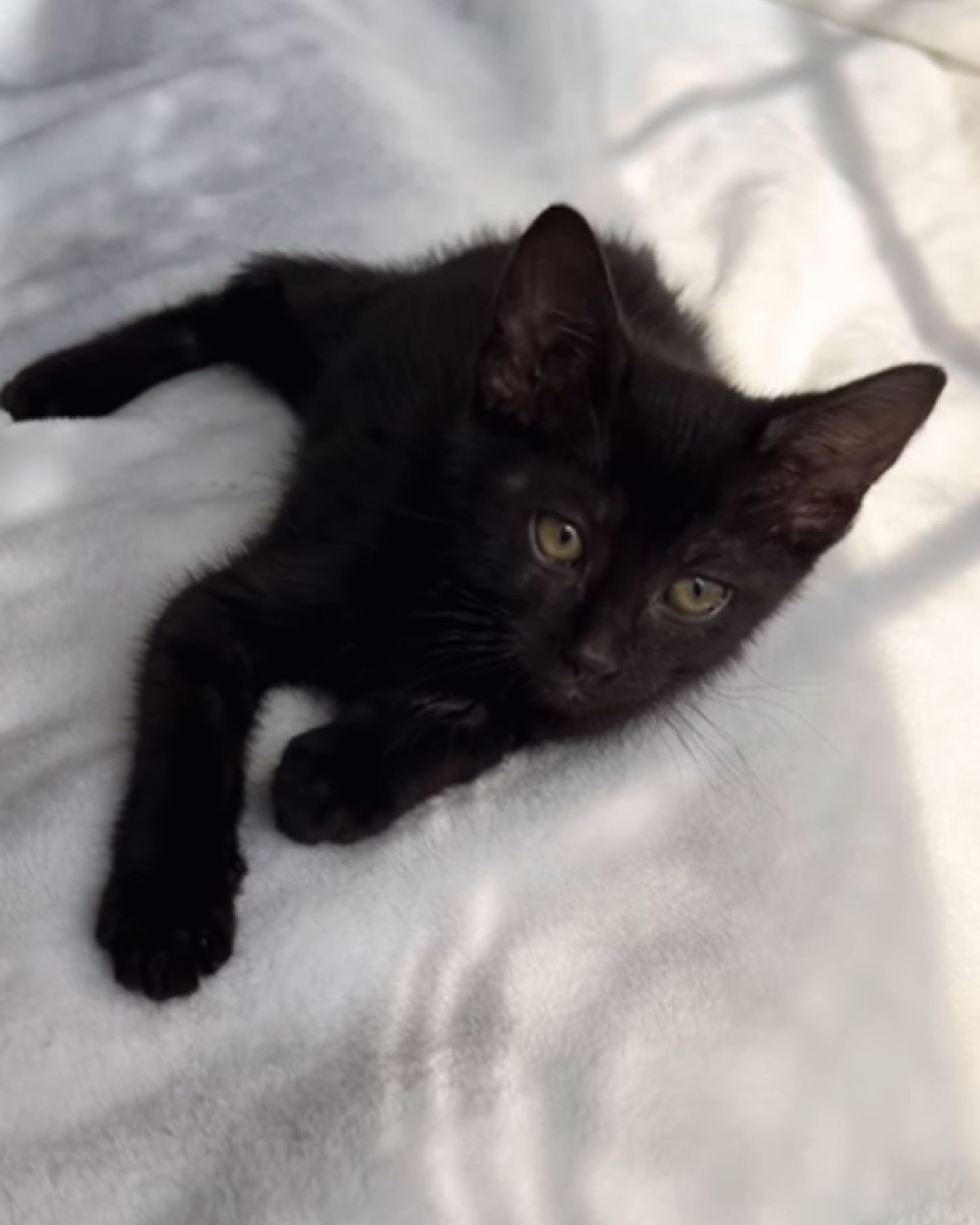 black kitten laying on a bed