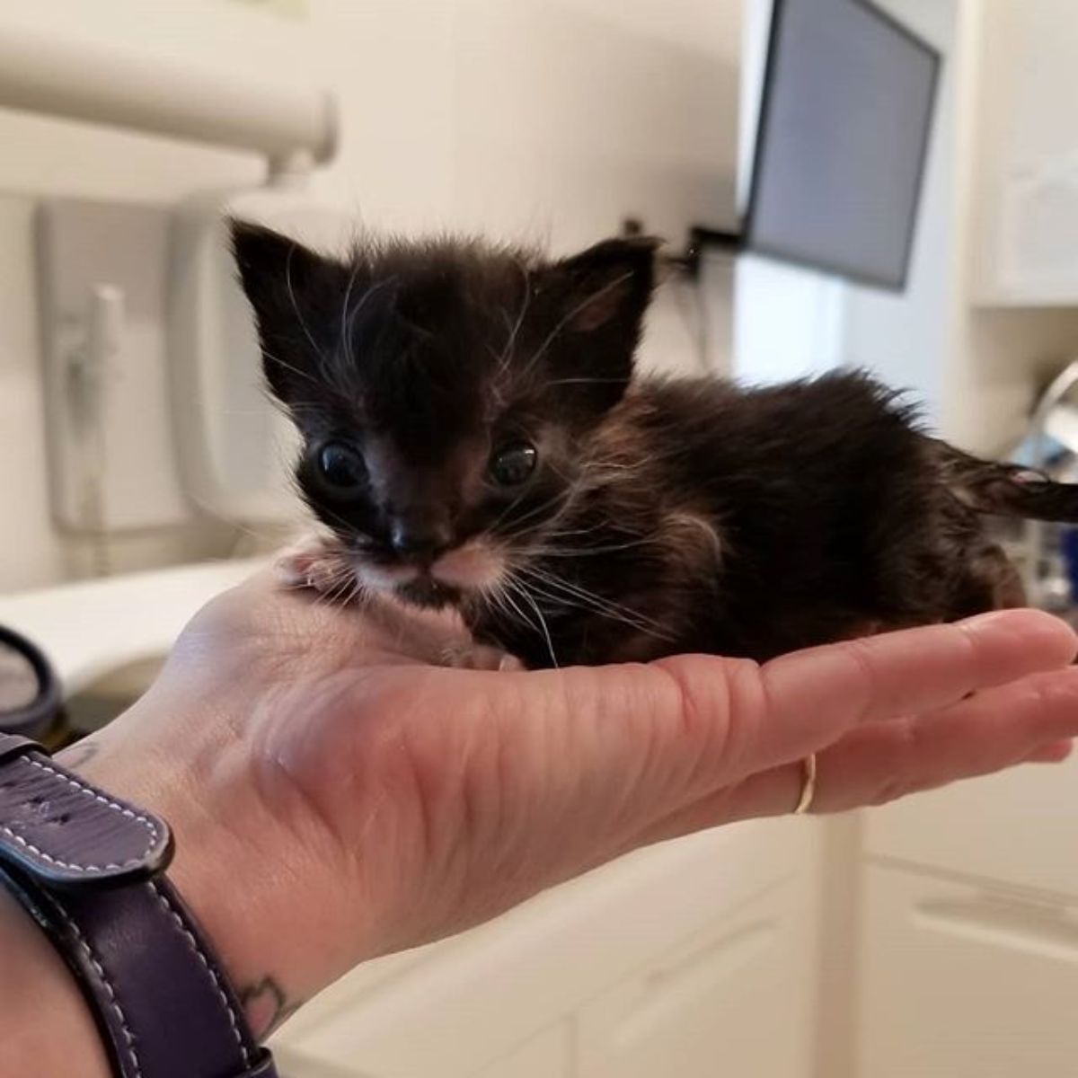 black kitten on a owners palm