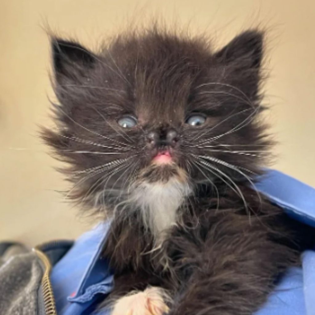 black kitten with a cute nose