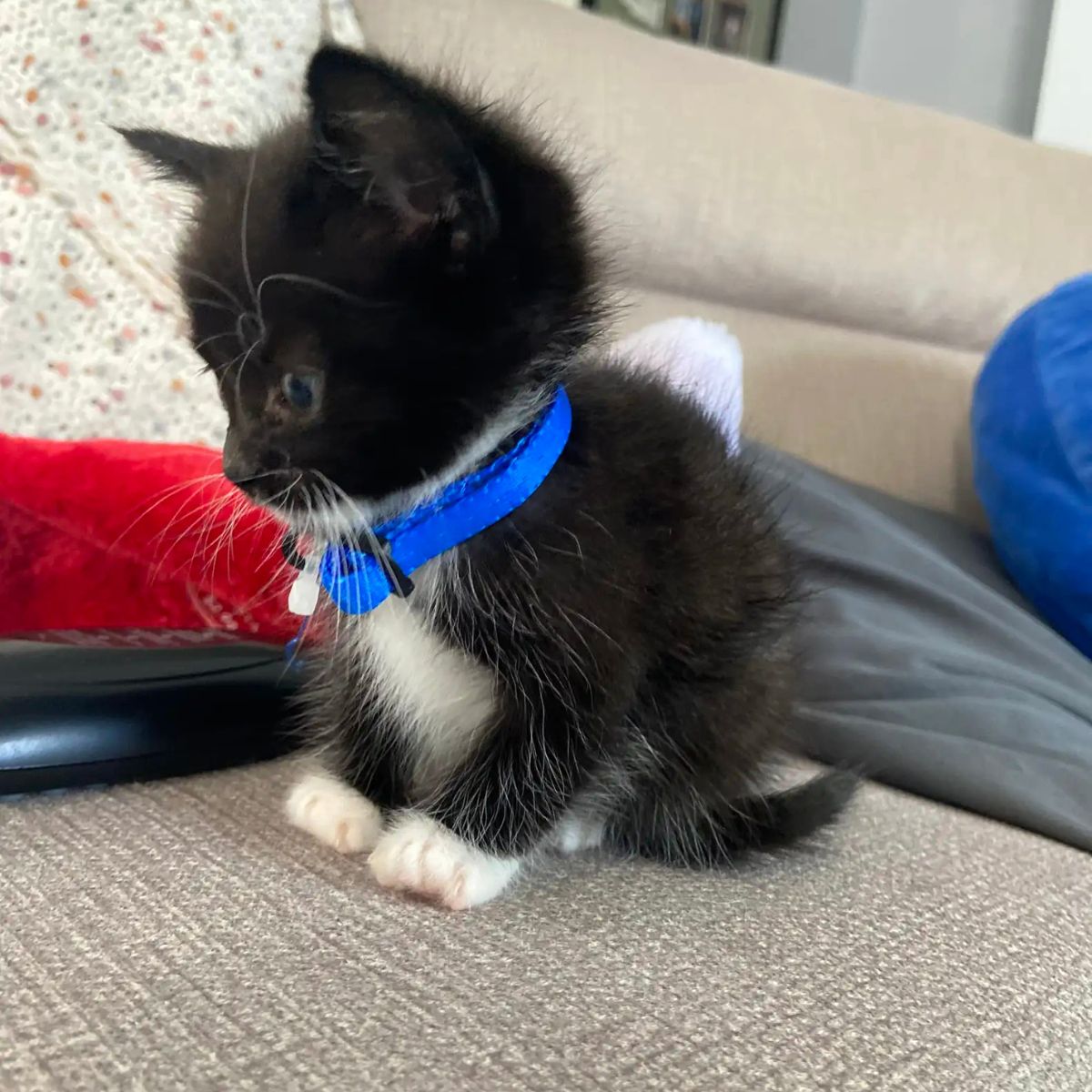 black kitten with blue collar