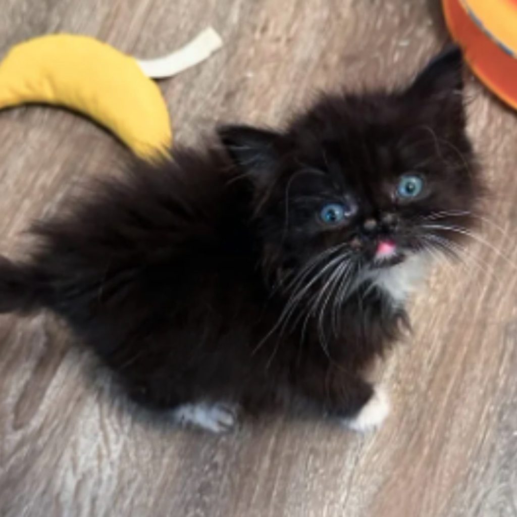 black kitten with blue eyes