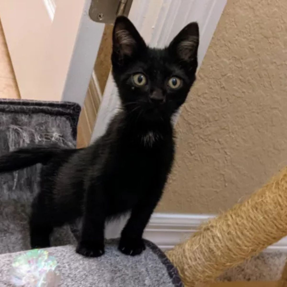 black kitten