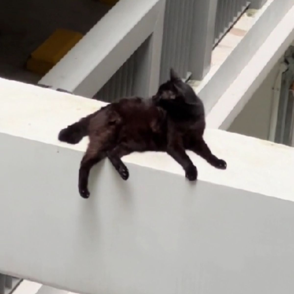 black stray cat