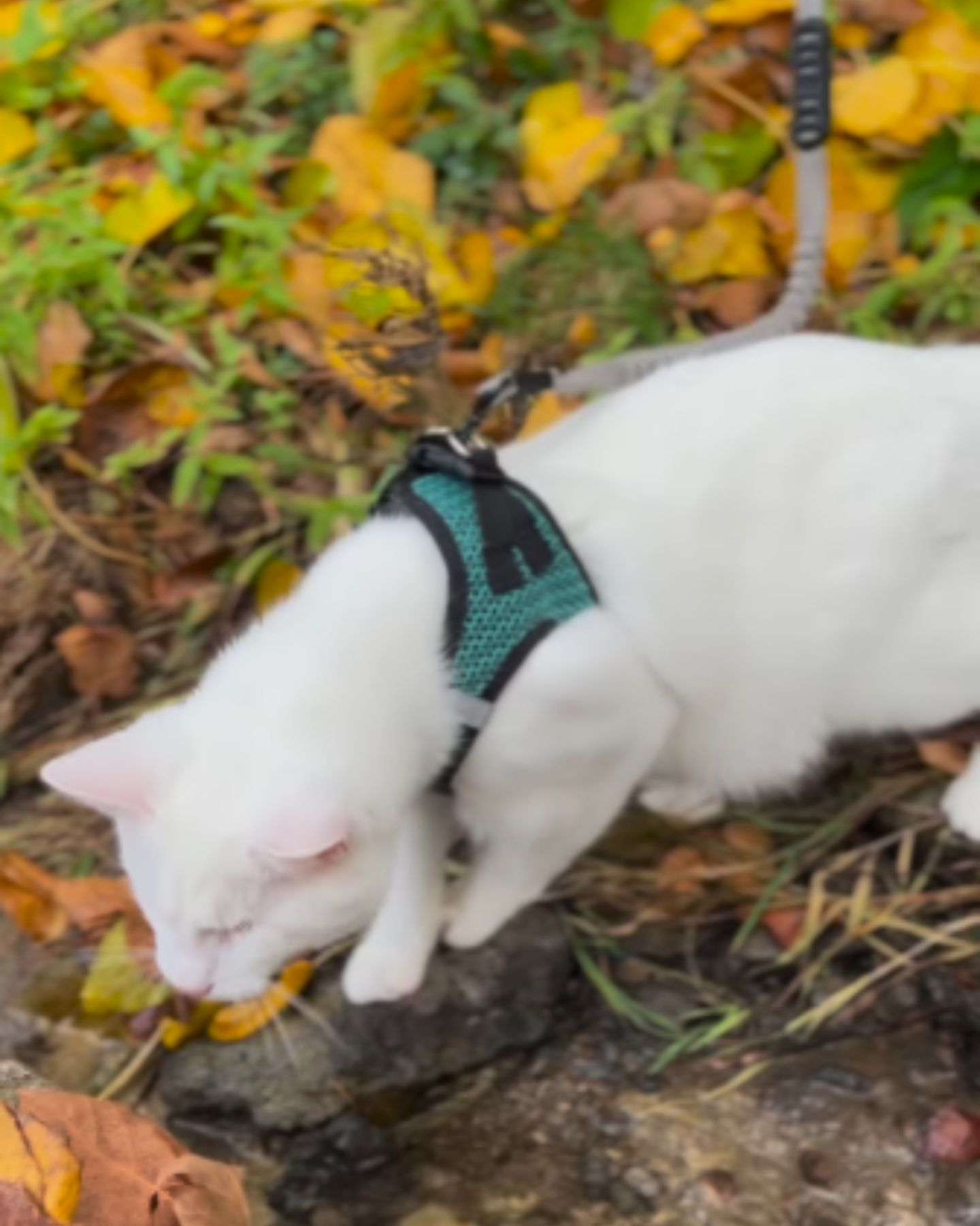 blind cat walking with owner