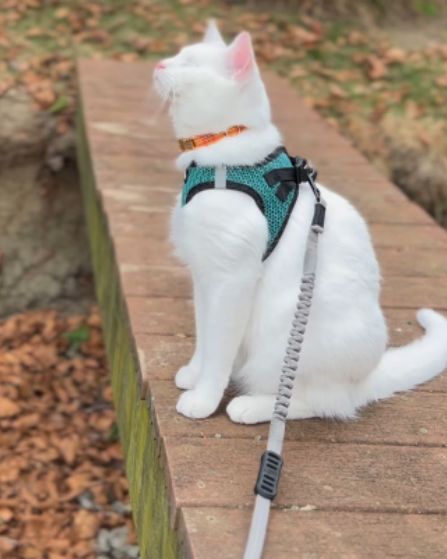 blind white cat