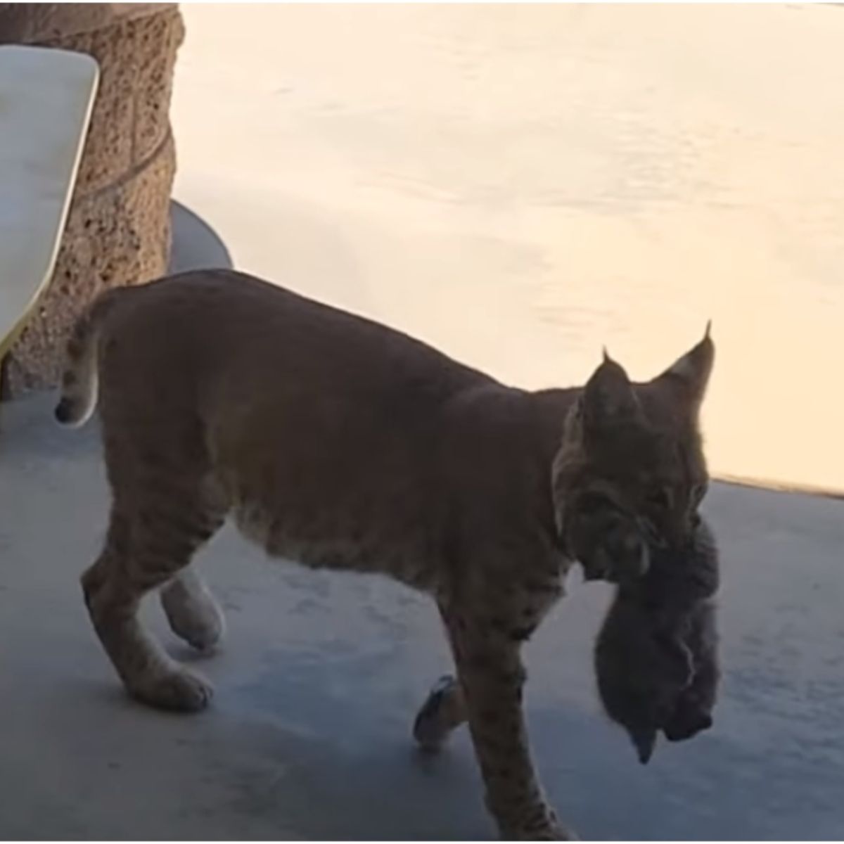 bobcat carrying kitten in mouth