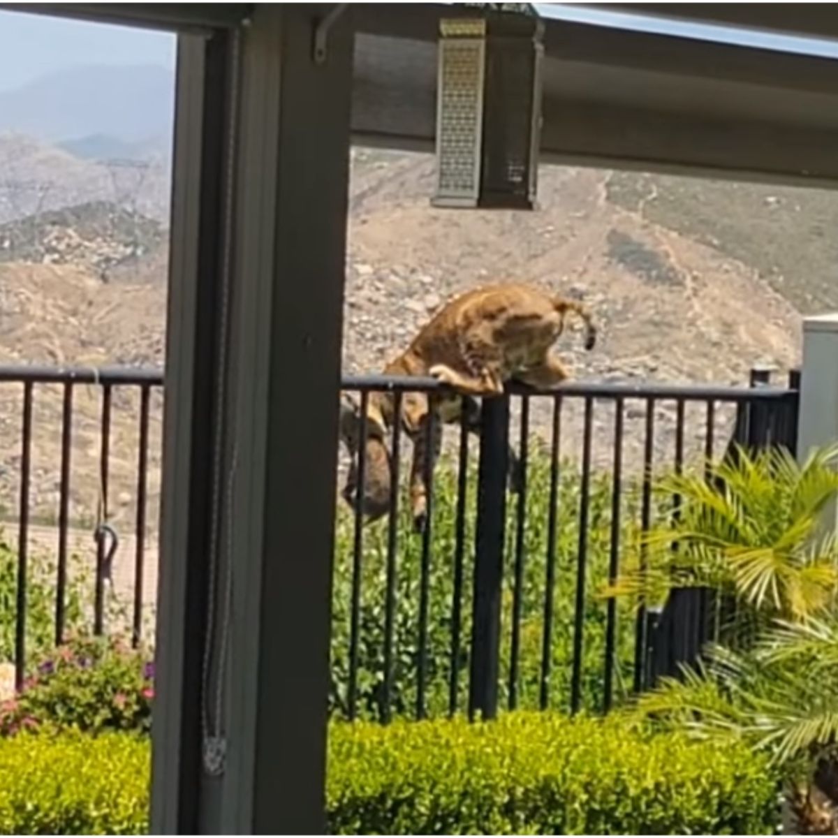 bobcat carrying something and jumping over the fence