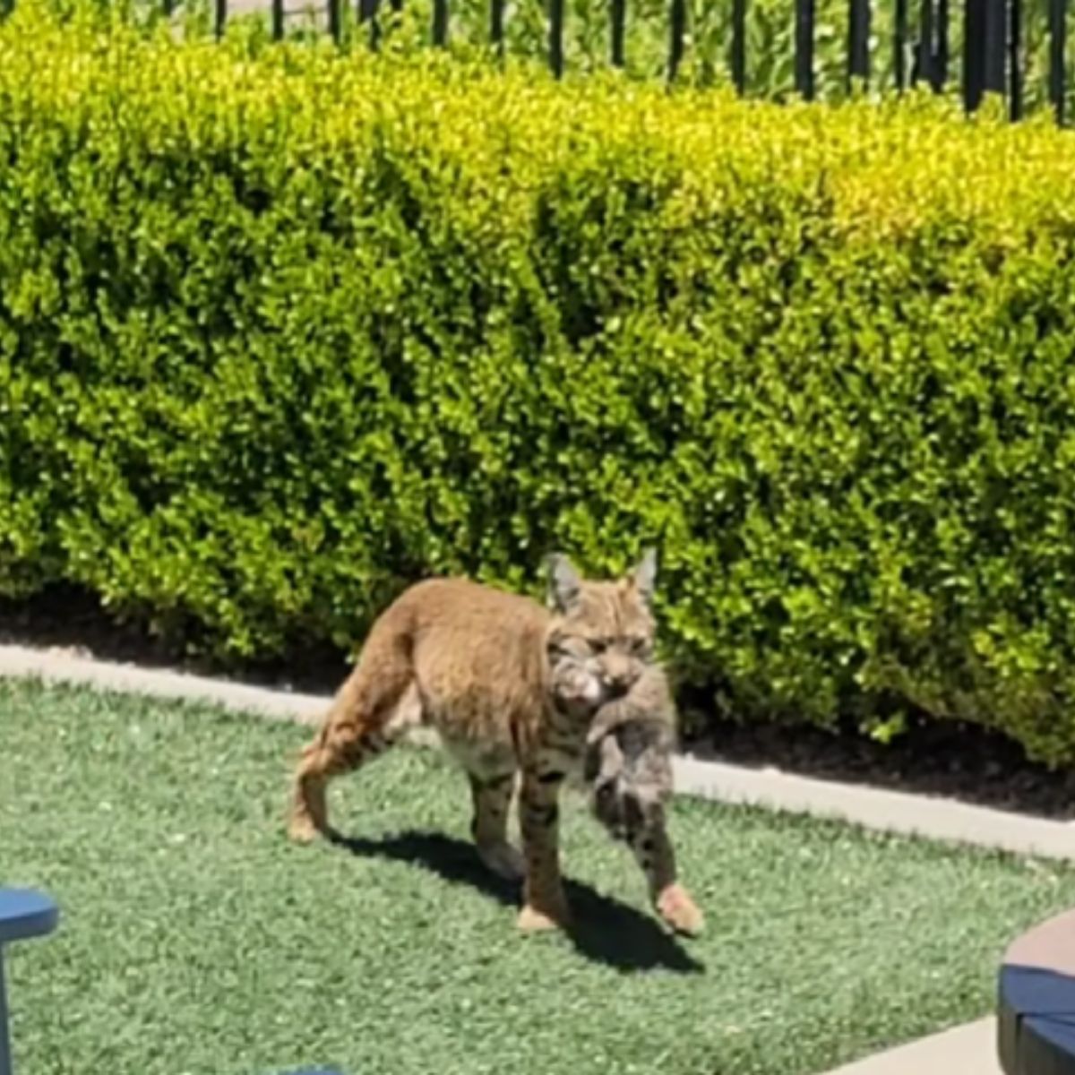 bobcat carrying something in mouth