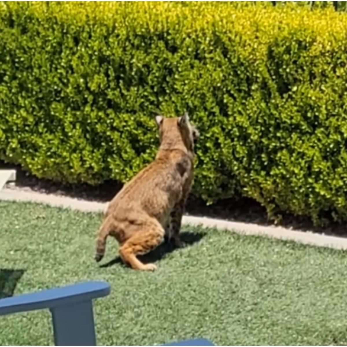 bobcat in yard