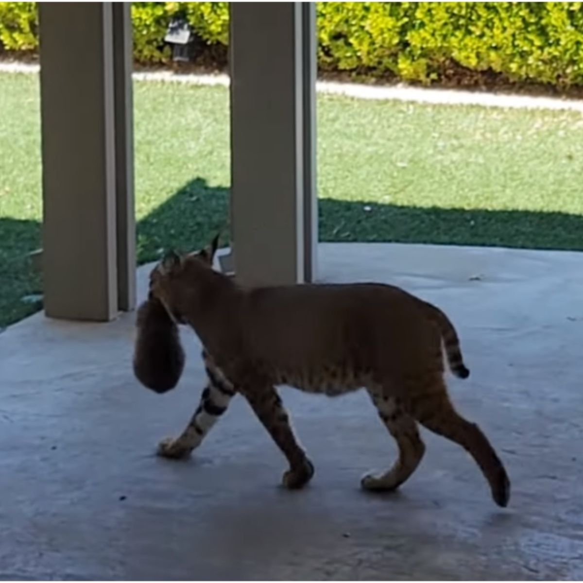 bobcat with kitten in mouth