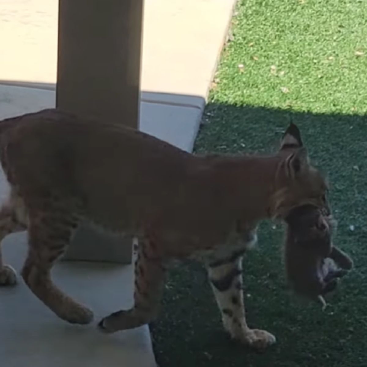 bobcat with little animal in mouth