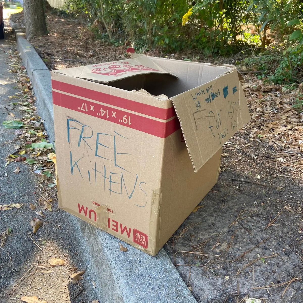 box with kittens