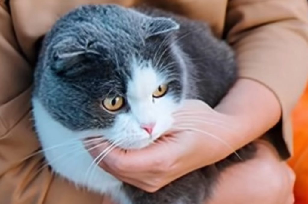 british shorthair cat on woman's lap